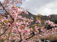 河津桜の画像27