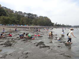 野島海岸での潮干狩りの画像31