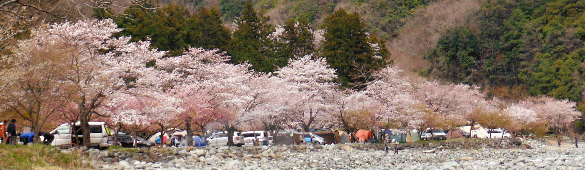 花見キャンプの魅力イメージの画像01