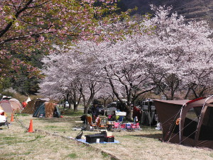 桜の天井の画像03